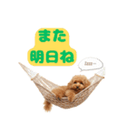 【敬語】日常スタンプ リアル★トイプー茶（個別スタンプ：8）