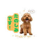 【敬語】日常スタンプ リアル★トイプー茶（個別スタンプ：11）