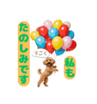 【敬語】日常スタンプ リアル★トイプー茶（個別スタンプ：12）