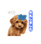【敬語】日常スタンプ リアル★トイプー茶（個別スタンプ：13）