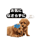【敬語】日常スタンプ リアル★トイプー茶（個別スタンプ：16）