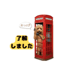 【敬語】日常スタンプ リアル★トイプー茶（個別スタンプ：18）