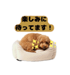 【敬語】日常スタンプ リアル★トイプー茶（個別スタンプ：19）