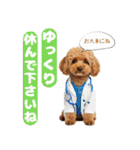【敬語】日常スタンプ リアル★トイプー茶（個別スタンプ：23）