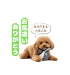 【敬語】日常スタンプ リアル★トイプー茶（個別スタンプ：24）