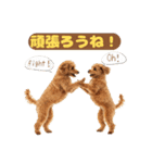 【敬語】日常スタンプ リアル★トイプー茶（個別スタンプ：26）