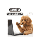 【敬語】日常スタンプ リアル★トイプー茶（個別スタンプ：27）