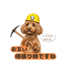 【敬語】日常スタンプ リアル★トイプー茶（個別スタンプ：31）