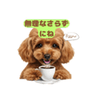 【敬語】日常スタンプ リアル★トイプー茶（個別スタンプ：33）