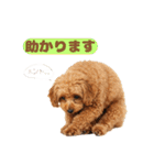 【敬語】日常スタンプ リアル★トイプー茶（個別スタンプ：34）