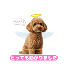 【敬語】日常スタンプ リアル★トイプー茶（個別スタンプ：37）