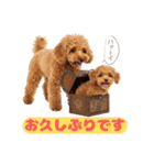 【敬語】日常スタンプ リアル★トイプー茶（個別スタンプ：39）