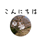 桜 を 見 る 会（個別スタンプ：2）