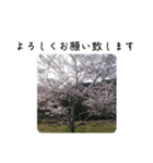 桜 を 見 る 会（個別スタンプ：4）