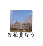 桜 を 見 る 会（個別スタンプ：6）