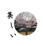 桜 を 見 る 会（個別スタンプ：7）