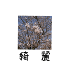 桜 を 見 る 会（個別スタンプ：8）