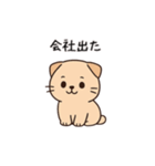 【家族連絡】スコティッシュフォールド（個別スタンプ：1）