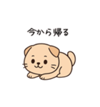 【家族連絡】スコティッシュフォールド（個別スタンプ：2）
