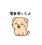 【家族連絡】スコティッシュフォールド（個別スタンプ：3）