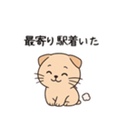 【家族連絡】スコティッシュフォールド（個別スタンプ：4）
