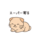 【家族連絡】スコティッシュフォールド（個別スタンプ：6）