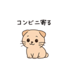 【家族連絡】スコティッシュフォールド（個別スタンプ：7）