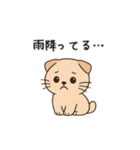 【家族連絡】スコティッシュフォールド（個別スタンプ：9）