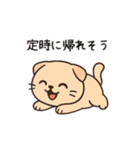 【家族連絡】スコティッシュフォールド（個別スタンプ：13）