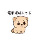 【家族連絡】スコティッシュフォールド（個別スタンプ：18）