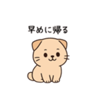 【家族連絡】スコティッシュフォールド（個別スタンプ：20）