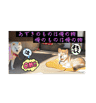 あずきとタンタン⭐︎時々ニセあずきとめ♪（個別スタンプ：3）