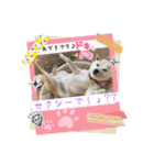 あずきとタンタン⭐︎時々ニセあずきとめ♪（個別スタンプ：7）