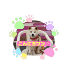 あずきとタンタン⭐︎時々ニセあずきとめ♪（個別スタンプ：8）