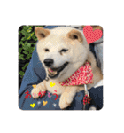 あずきとタンタン⭐︎時々ニセあずきとめ♪（個別スタンプ：10）