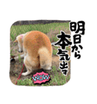 あずきとタンタン⭐︎時々ニセあずきとめ♪（個別スタンプ：12）