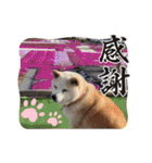 あずきとタンタン⭐︎時々ニセあずきとめ♪（個別スタンプ：14）
