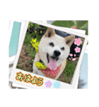 あずきとタンタン⭐︎時々ニセあずきとめ♪（個別スタンプ：16）