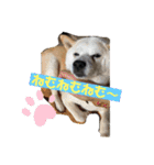 あずきとタンタン⭐︎時々ニセあずきとめ♪（個別スタンプ：17）