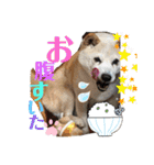 あずきとタンタン⭐︎時々ニセあずきとめ♪（個別スタンプ：20）