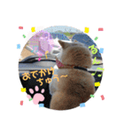 あずきとタンタン⭐︎時々ニセあずきとめ♪（個別スタンプ：22）