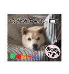 あずきとタンタン⭐︎時々ニセあずきとめ♪（個別スタンプ：24）