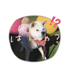 あずきとタンタン⭐︎時々ニセあずきとめ♪（個別スタンプ：25）