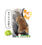 あずきとタンタン⭐︎時々ニセあずきとめ♪（個別スタンプ：26）