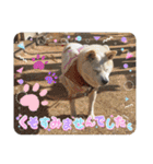 あずきとタンタン⭐︎時々ニセあずきとめ♪（個別スタンプ：27）