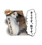 あずきとタンタン⭐︎時々ニセあずきとめ♪（個別スタンプ：28）