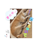 あずきとタンタン⭐︎時々ニセあずきとめ♪（個別スタンプ：29）