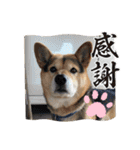 あずきとタンタン⭐︎時々ニセあずきとめ♪（個別スタンプ：30）