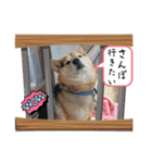 あずきとタンタン⭐︎時々ニセあずきとめ♪（個別スタンプ：32）