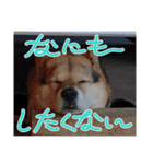 あずきとタンタン⭐︎時々ニセあずきとめ♪（個別スタンプ：33）